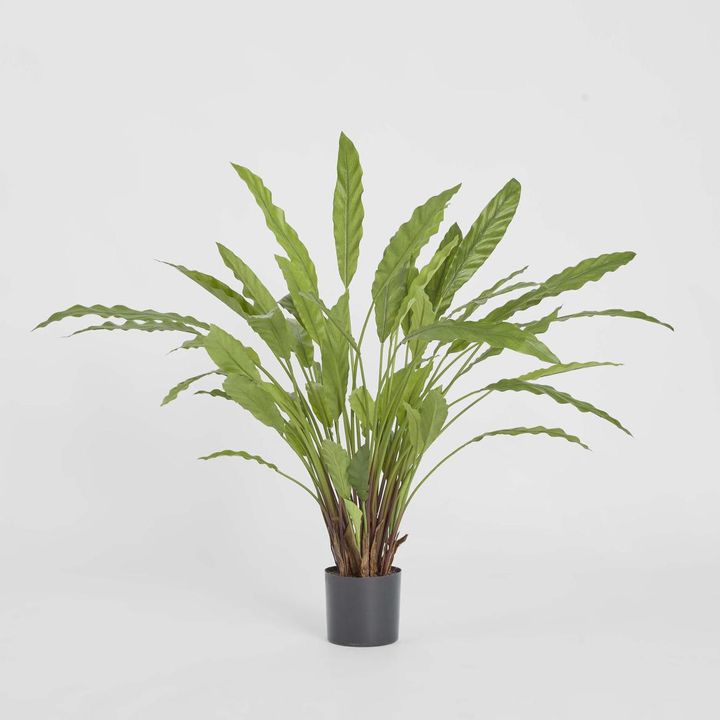 Calathea Potted Bush