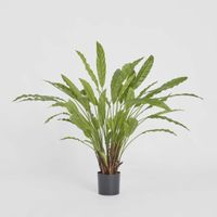 Calathea Potted Bush