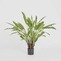 Calathea Potted Bush
