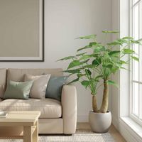 Alocasia Cucullata Tree 95cm