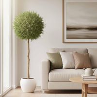 Rosemary Ball Tree 1.45m