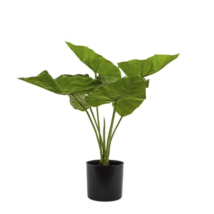 Sweet Taro Real Touch 50cm