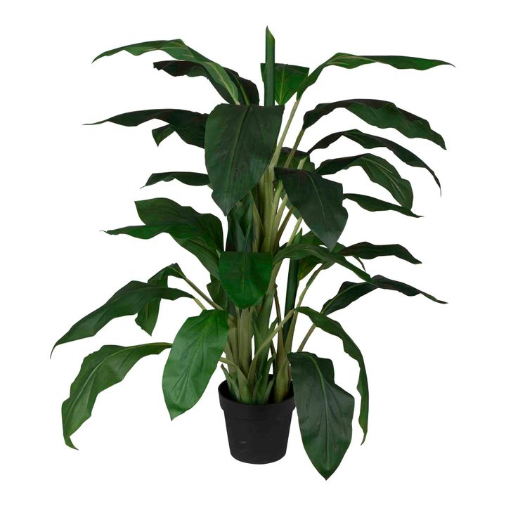 Dracaena in Pot 1.22m