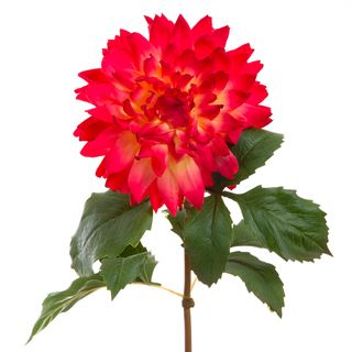 Dahlia 75cm Orange