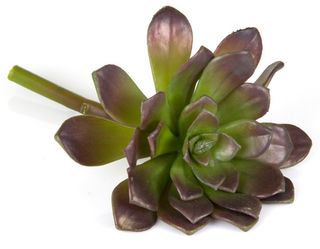 Succulent 19cm Purple & Green