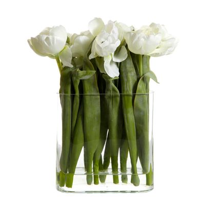 Tulip in Water in Vase White