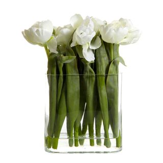 Tulip in Water in Vase White