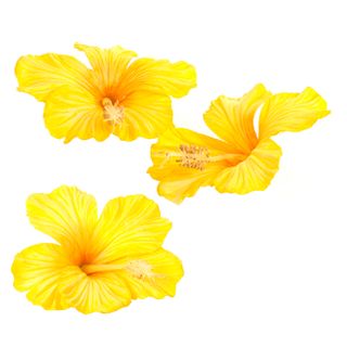 Floating Hibiscus 11cm Yellow