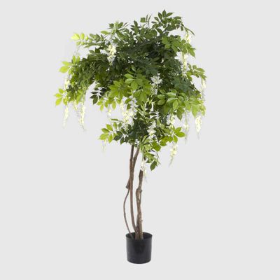 Wisteria Tree White 1.9m