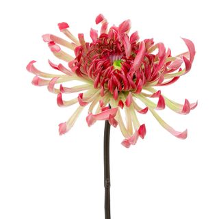 Fuji Mum Real Touch 80cm Pink