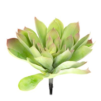 Echeveria Pick 25cm Green & Purple