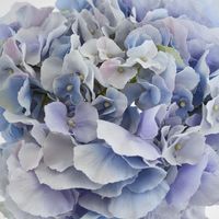 Hydrangea 50cm Light Blue