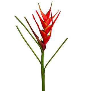 Heliconia 82cm Red