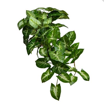 Syngonium Hanging Bush 60cm