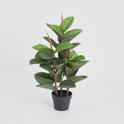 Rubber Tree in Pot 80cm