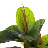 Rubber Tree in Pot 80cm