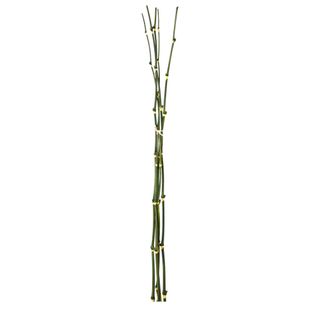 Bamboo Bundle 98cm  Green