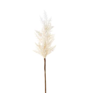 Wheat Astilbe  Flower Stem 75cm White