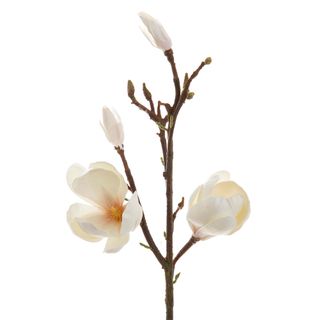 Magnolia Tree 60cm White