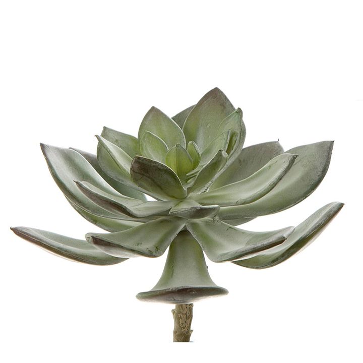 Succulent Pearl Pick 15cm Grey