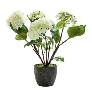 Hydrangea in Pot 70cm White