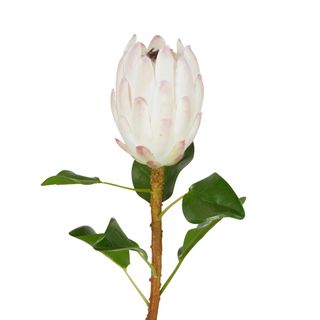 Protea Queen Stem 70cm White