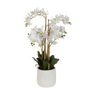 Orchid In Ceramic Pot Real Touch 71cm White