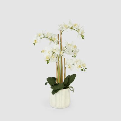 Orchid In Ceramic Pot Real Touch 71cm White