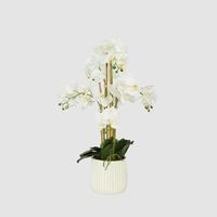 Orchid In Ceramic Pot Real Touch 71cm White