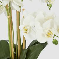 Orchid In Ceramic Pot Real Touch 71cm White