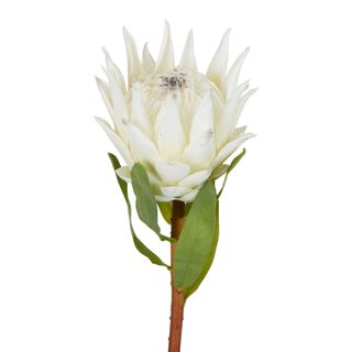 Protea King Stem 75cm White