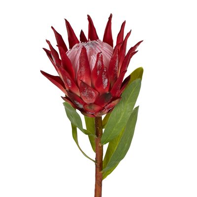 Protea King Stem 75cm Red