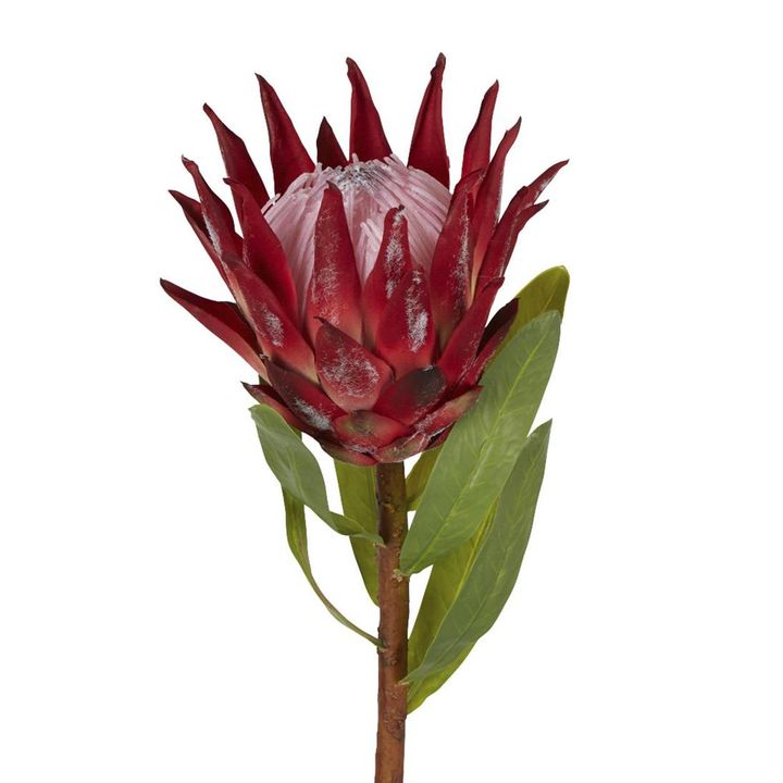 Protea King Stem 75cm Red