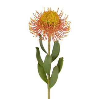 Pincushion Flower Stem 58cm Orange