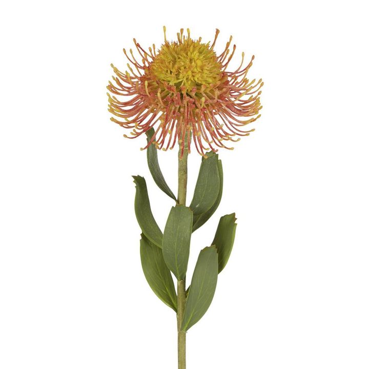 Pincushion Flower Stem 58cm Orange