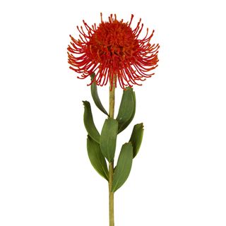 Pincushion Flower Stem 58cm Red