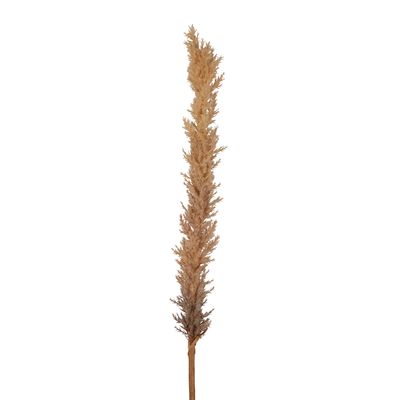 Dried Look Astilbe Spray 1m Brown