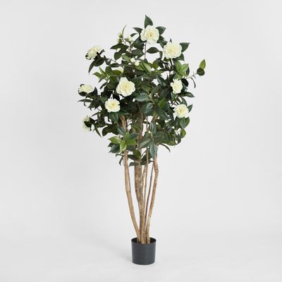 Camellia Japonica Tree White 1.6m