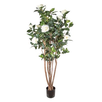 Camellia Japonica Tree White 1.6m