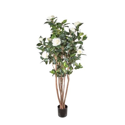 Camellia Japonica Tree White 1.6m