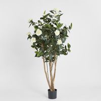 Camellia Japonica Tree White 1.6m