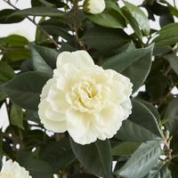 Camellia Japonica Tree White 1.6m