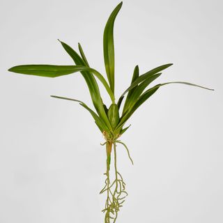 Spider Orchid Leaf W/Roots 65cm Green