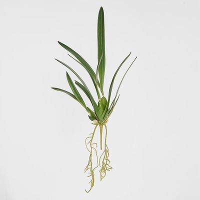 Spider Orchid Leaf W/Roots 65cm Green