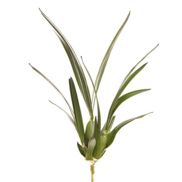 Spider Orchid Leaf W/Roots 65cm Green