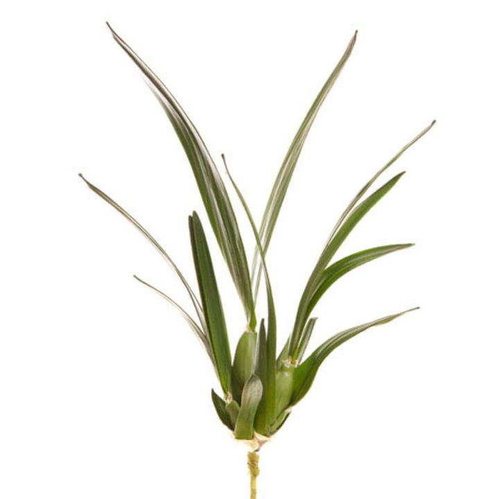 Spider Orchid Leaf W/Roots 65cm Green