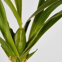 Spider Orchid Leaf W/Roots 65cm Green