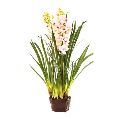 Cymbidium Giant Paper Pot 1.1m Light Pink