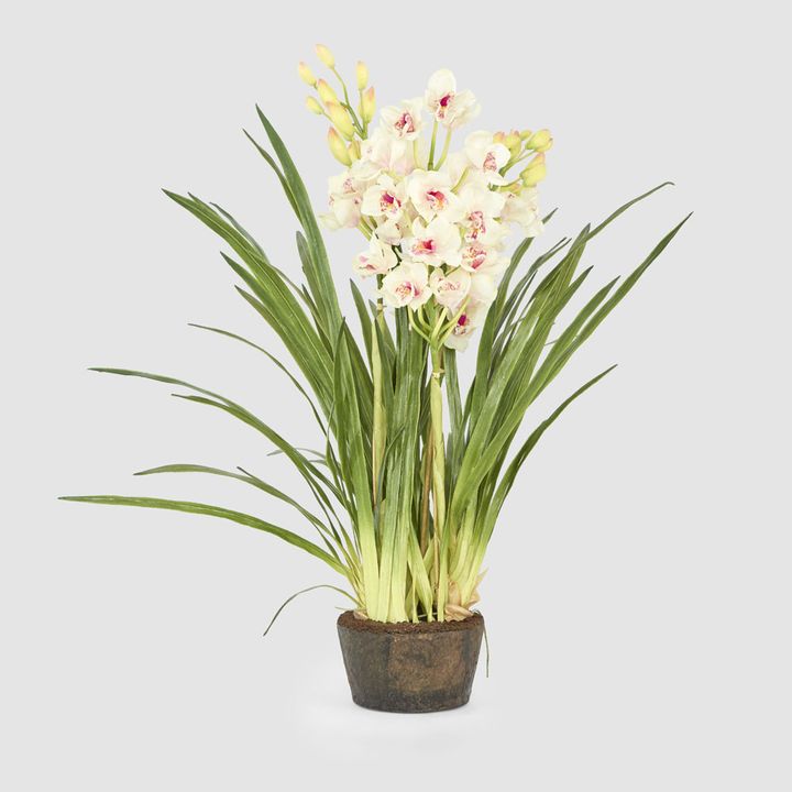Cymbidium Giant Paper Pot 1.1m Light Pink