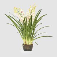 Cymbidium Giant Paper Pot 1.1m Light Pink